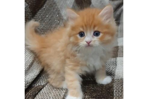 成約済の埼玉県のサイベリアン-13635の2枚目